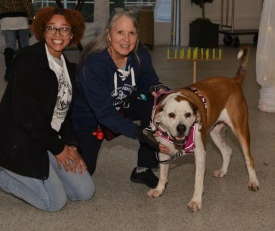 Daisy, our Pet Assisted Therapy dog